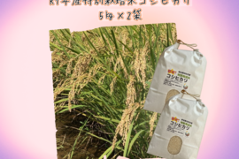 【熟成の旨味】Pino farm「別格」コシヒカリ～R7年産特別栽培米　10㎏～