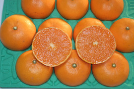 果汁・糖度タップリ！せとか特秀（贈答用・３kg）