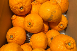 不知火　訳あり　サイズ混合　有田の不知火