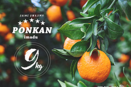 ★豊作セール★【爽やかな香りと濃厚なコク】熟成 今津ポンカンAセレクション（家庭用）9kg