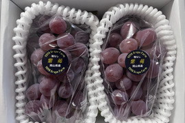 【9周年感謝祭】大粒！高糖度！岡山県産、紫苑1.2kg(2房入)