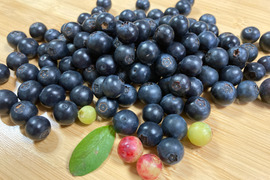 【家庭用】体が喜ぶブリーベリー！　除草剤・農薬・化学肥料不使用！地植え！　１ｋｇ