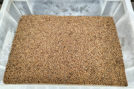 【自然栽培】玄小麦　１．５ｋｇ
