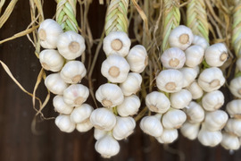 【自然栽培】食べるインテリア 編み上げにんにく 約500ｇ自家採種【保存用】大蒜 ニンニク