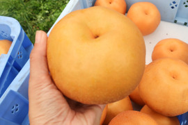 もぎたて!! 梨 豊水 3kg(6〜8玉) ギフトにも!! 【発送9月中旬〜】農薬節減