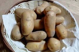 やっちゃん農園の訳ありじゃが芋 (メークイン)5キロ