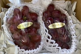 【贈答用】クイーンルージュ約1.3kg(2房☆長野県限定品種☆ギフト