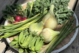 80サイズにいっぱいの春野菜セット《4〜5品目でお届け》甘さと鮮度が自慢の朝採れ春野菜