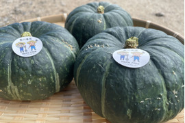 万次郎かぼちゃ　訳あり１８kg　６〜１１個　2 楽天市場】かぼちゃ 訳あり 10kgの通販