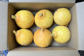 【鹿児島産】甘塩コリンキー6個^_^