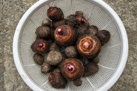 ホクホク旨い！味が濃い！無洗赤芽里芋2kg