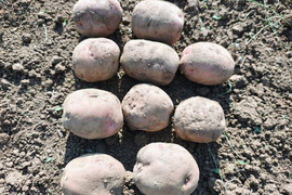 【栽培期間中　農薬不使用】ホクホク甘く赤い皮が目を引く映えるじゃがいも！＊アンデスレッド（1kg）