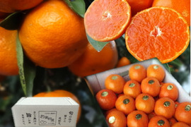 【冬ギフト】甘～い！夢の濃熟みかん！完熟収穫の濃厚な美味しさはみかん好きも大絶賛！厳選プレミアムみかん「蜜ツ丸（みつまる）」白のギフト箱 　Mサイズ　３５玉入　「熨斗対応可」【商品番号112】