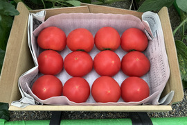 【お試し】かわいいサイズのトマト(規格外)