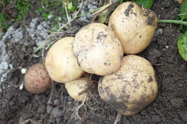 高知県産　ホックホクの新じゃがいも　男爵10kg　じゃがバターでどうぞ
