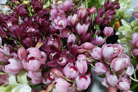 【切り花6本】 シンビジウムの切り花