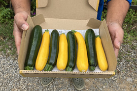 色鮮やか💛石垣島産ズッキーニ 不揃い7〜8本入り
