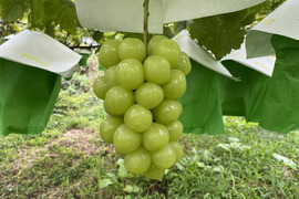 マスカサーティーンぶどう7パック入 楽天市場】2026年9月以降分予約 高糖度20度前後 低農薬 マスカ