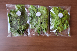 食べ頃の葉のみ収穫！農薬不使用でそのまま食べられるパクチー100g