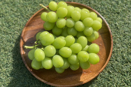 パリッと弾けるジューシー感！【朝摘みシャインマスカット２房】1ｋｇ