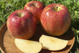 【2026年予約】『シナノドルチェ』 家庭用✨ 甘みと酸味の絶妙なバランス　5ｋｇ