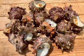 活サザエ（中サイズ）約1kg（15個）