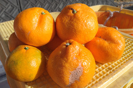 【数量限定】お買い得‼️大玉サイズばかり　興津早生みかん🍊　10kg(箱込み)
