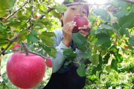 【色も味も濃い！】シナノホッペ　家庭用　3キロ　JA基準より60％減の低農薬栽培