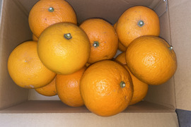 【栽培中農薬不使用】
ハッサク(八朔)　箱込み3.5㎏以上　２Lから４Lサイズ　（300g～450g）