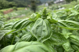 訳あり!バジル農家の採れたて生バジル 500g