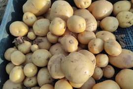 🥔🥕🧅届いたその日からごちそう｜カレー・シチュー野菜セット合計約6kg｜旬のじゃがいも・玉ねぎ・にんじん｜農薬・化成肥料不使用🥔🥕🧅