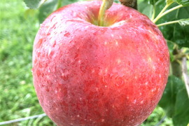 【2026年予約】『シナノリップ』家庭用✨暑い夏にピッタリなジューシーなりんご！3ｋｇ