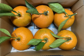 残りわずか
熊本県八代産　農薬不使用　橙（だいだい）約1.5kg
