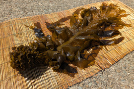 【希少！天然物！】山陰産「生１本ワカメ」※めかぶ・茎 付き　1kg