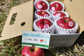 【春ギフト・1kg】ピンクレディー®｜ありがとうを贈る小さなりんご箱｜メッセージカード付