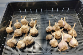 ✨🧄【食べ比べ】紫ニンニク＆平戸ニンニクセット 計500g｜香り・甘みの違いを楽しむ旬の新ニンニク🧄✨