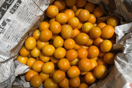 加工用【訳あり】自然のままのきんかん１.５ｋｇ　金柑