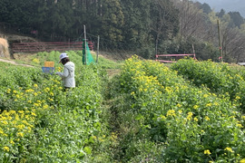 西洋と和の季節の野菜セット7〜8種類　農薬化学肥料不使用