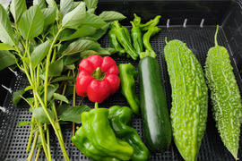 ✨大自然の恵み★｜朝採れ夏野菜3品おまかせセットSサイズ｜オクラ・ナス・ピーマンなど旬をお届け｜農薬・化成肥料不使用✨