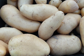 🥔煮崩れしにくい！なめらか食感のメークインMサイズ約2kg｜煮物やカレーに｜農薬・化成肥料不使用🥔
