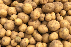 ※お買得【農薬・化学肥料不使用栽培】2025年産　青森県産　小粒　男爵　1ｋｇ