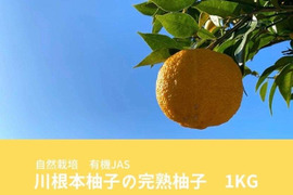 【12月上旬～中旬発送】自然栽培　川根本柚子の完熟柚子　有機JAS　1kg