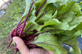 やわらかくサラダにも最適❗️栄養豊富で彩豊かなビーツ菜束　【約500g】