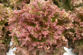 植物性堆肥で育てたサニーレタス 6個入り