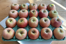 ムーンルージュ  ５キロ箱