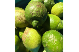 訳あり◆農薬不使用◆広島レモン　1kg