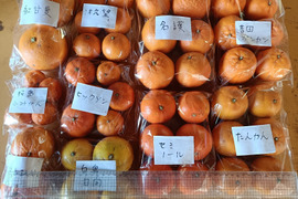 柑橘食べ比べ　　10品種　箱込み7㎏前後