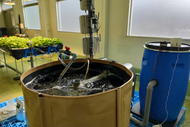 農薬、化学肥料不使用　ピリッとしたアクセントに　
カラシ菜約30ｇ 箱サイズ100用