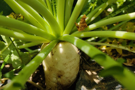 ✨朝採れ葉付き！旬の時なし大根 約2kg｜みずみずしい春の恵み｜葉まで楽しめる｜農薬・化成肥料不使用✨