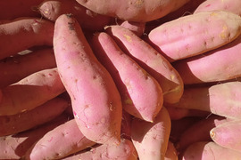 ミズの実「みずのコブ」300g白神山地のふもとからお届け：秋田